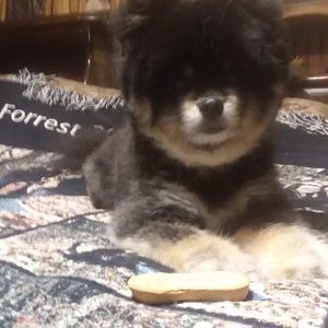 Meet your Posher, Peggy